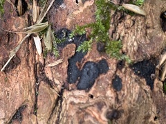 Graphostroma platystomum