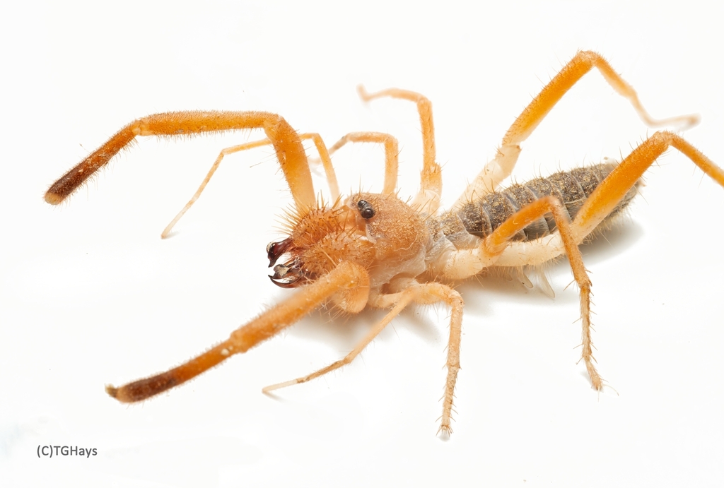 Eremothera sculpturata
