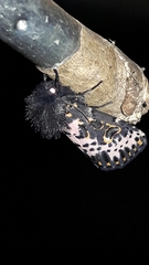 Xanthopastis timais