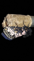 Xanthopastis timais