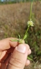 Prostrate False Buttonweed - Photo (c) Joe MDO, some rights reserved (CC BY-NC), uploaded by Joe MDO