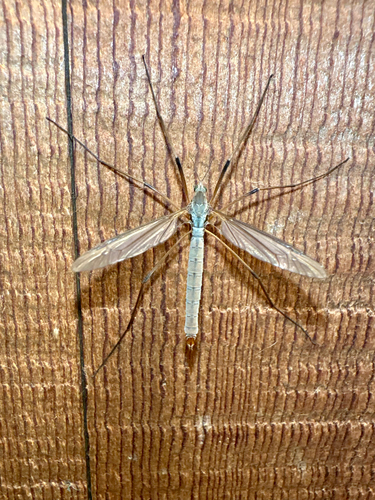 Unknown species found near Mandus Olson Rd NE, Bainbridge Island, WA, US