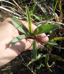 Solidago leavenworthii