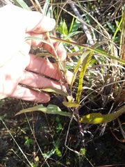 Solidago leavenworthii