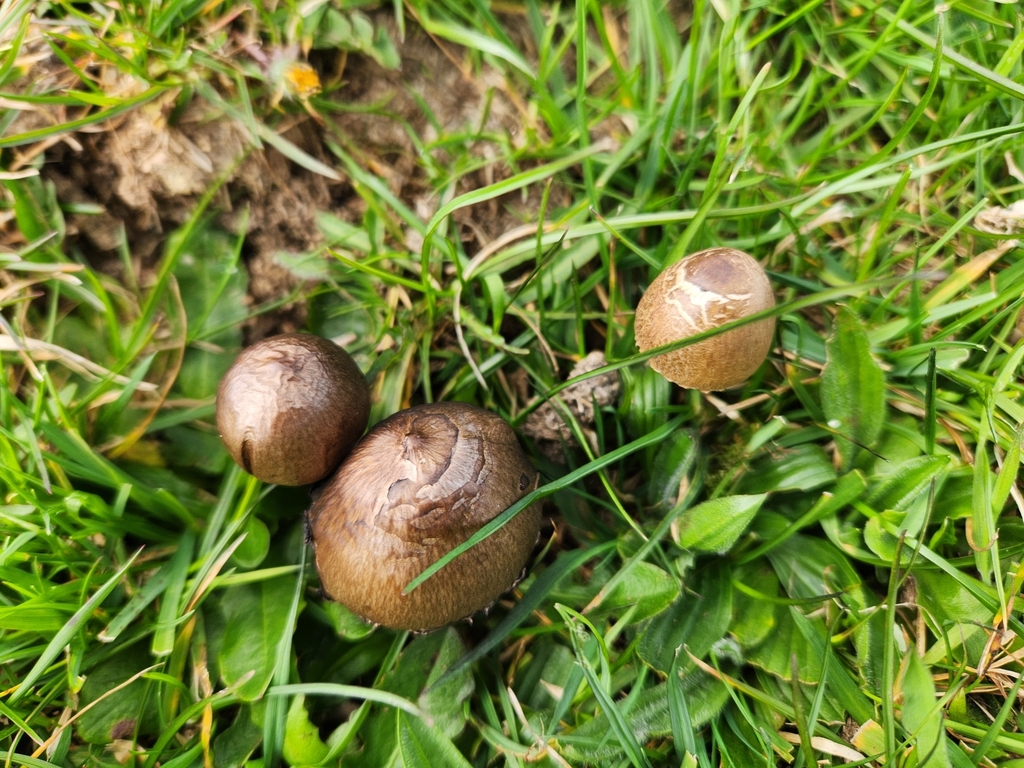 Panaeolus papilionaceus · September 2025 · photo: © fvaux (iNaturalist, cc0)