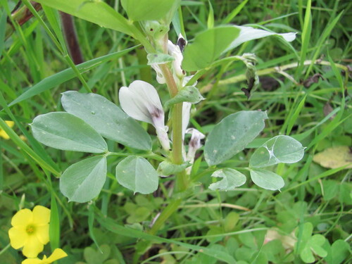 Vicia faba