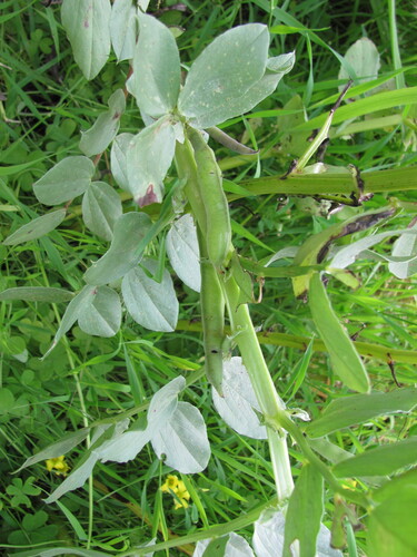 Vicia faba