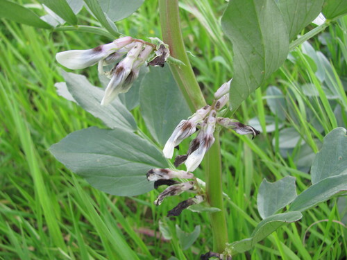 Vicia faba