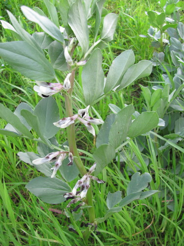 Vicia faba