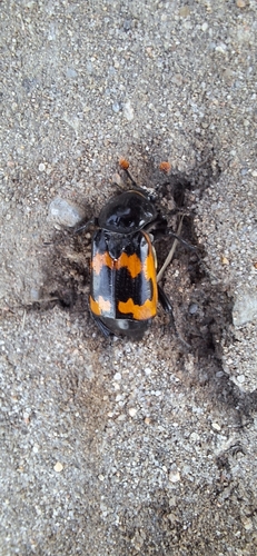 Margined Burying Beetle