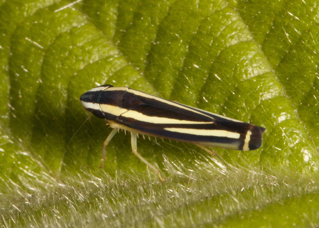 Fusigonalia