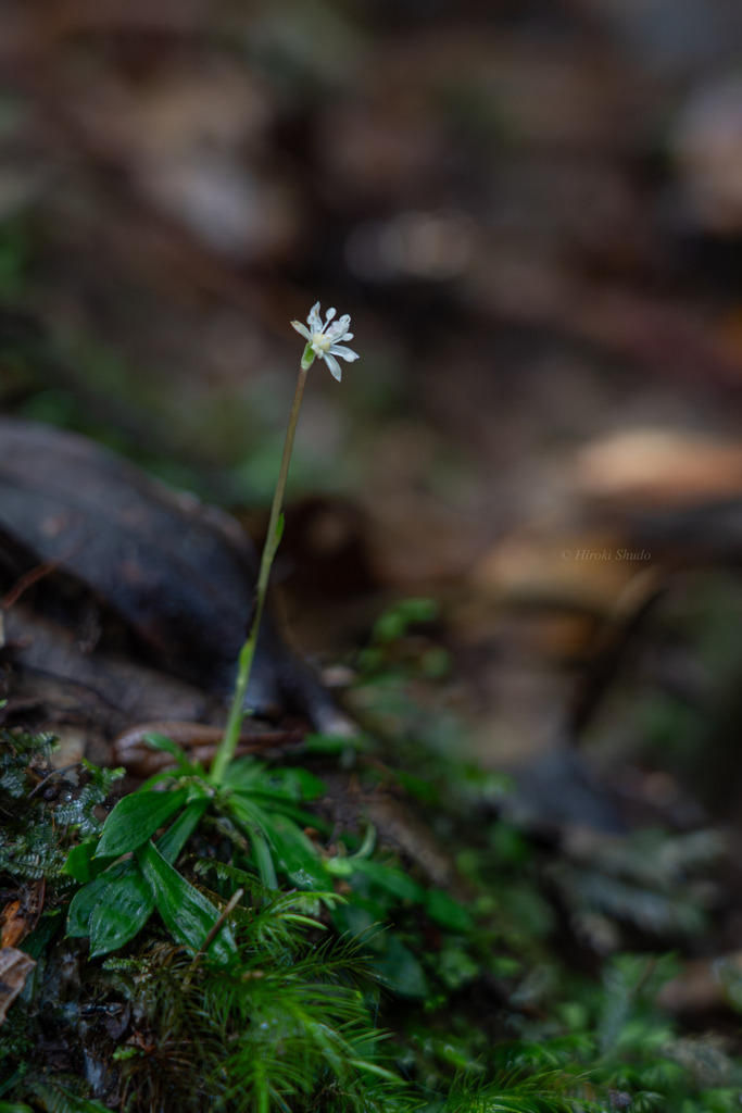 Heloniopsis kawanoi