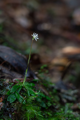 Helonias kawanoi iNat (1)