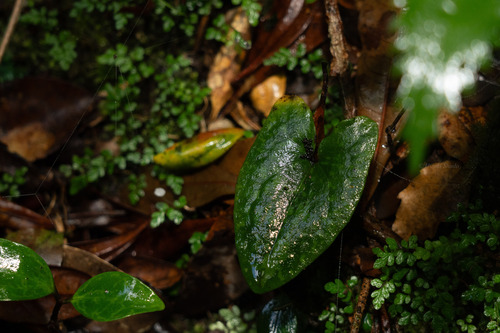Asarum celsum iNat (3)