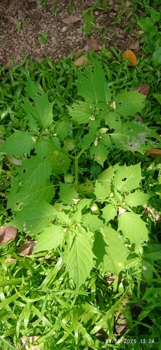 cutleaf groundcherry