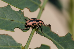 Eudiagogus rosenschoeldi