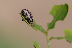 Eudiagogus rosenschoeldi