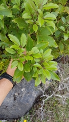 Pseudopanax macintyrei