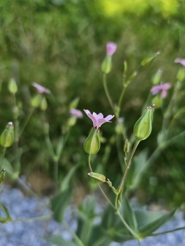 Gypsophila vaccaria (Gypsophila vaccaria)