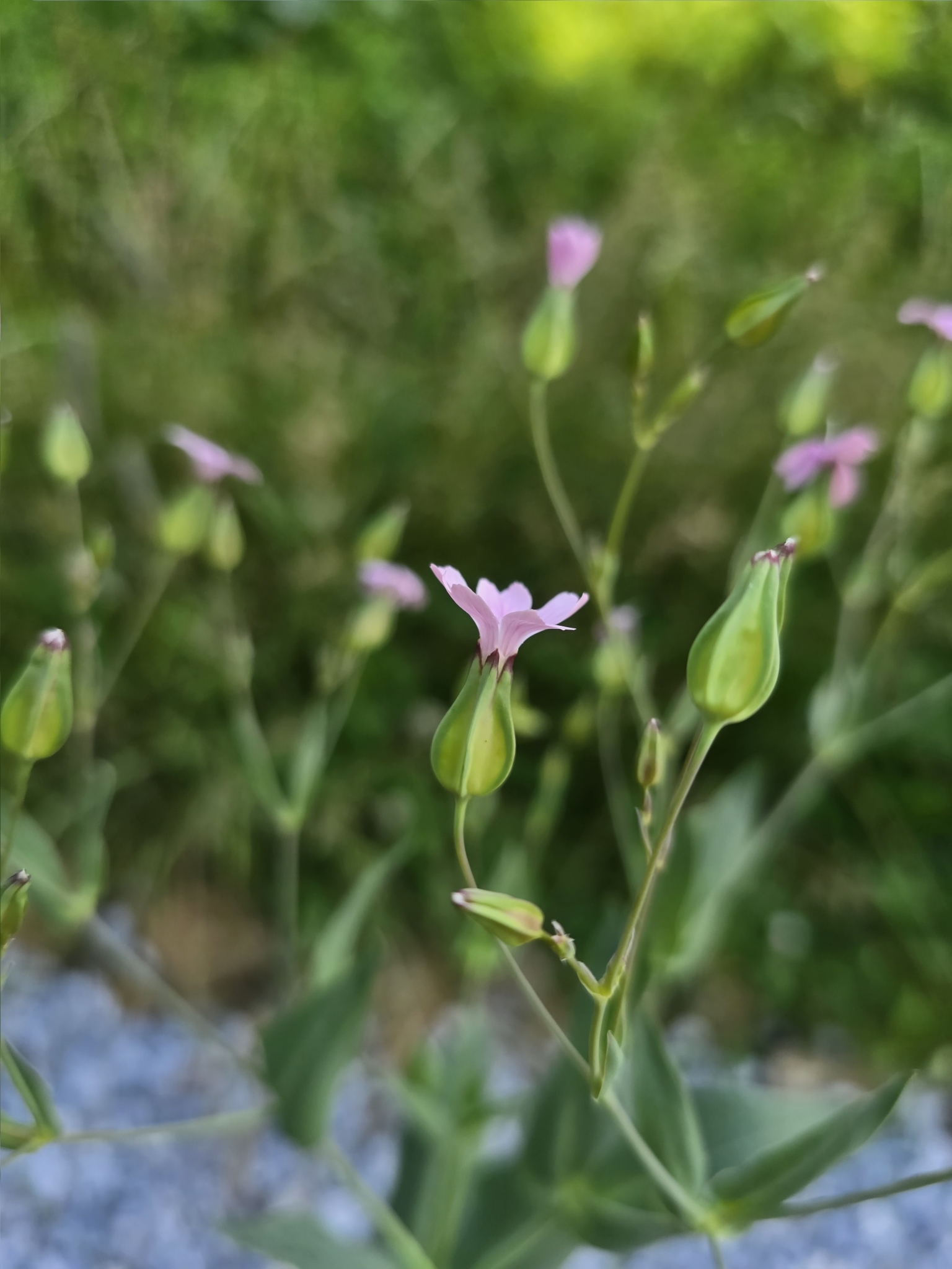 Gypsophila Vaccaria (Gypsophila vaccaria)