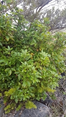 Pseudopanax macintyrei