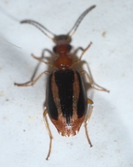 Lebia solea