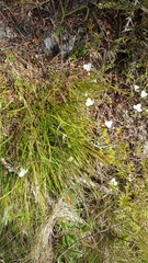 Libertia mooreae