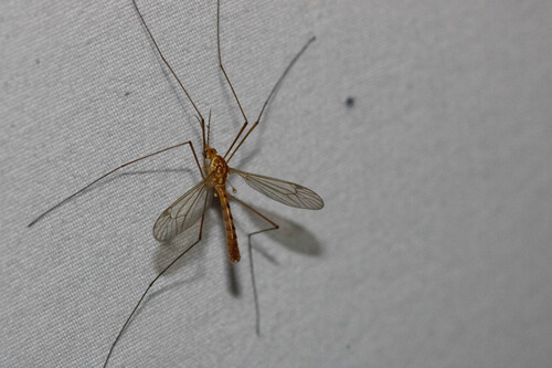 Unknown species found near Lincoln Square, Chicago, IL, USA