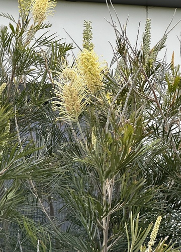 Mundubbera Grevillea (Grevillea whiteana)