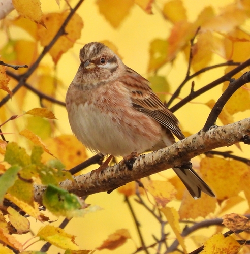 Escribano cabeciblanco (Emberiza leucocephalos)
