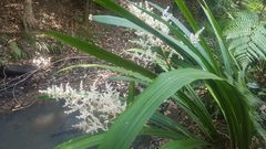 Helmholtzia glaberrima