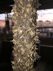 Diptera