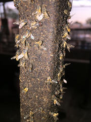 Diptera