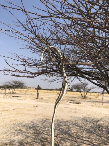 Stripe-bellied Sand Snake