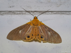 Asota producta