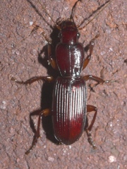 Stenomorphus