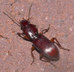Stenomorphus
