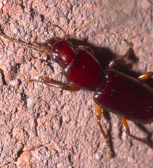 Stenomorphus