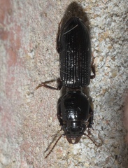 Clivina dentipes