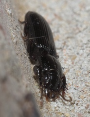 Clivina dentipes
