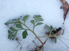 Sceptridium multifidum