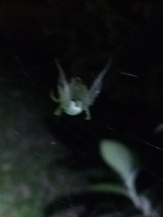 Araneus uniformis