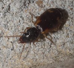 Apenes sinuata