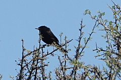 Knipolegus hudsoni