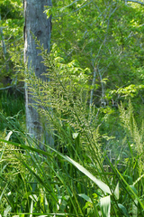 Hymenachne pernambucense