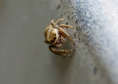 Pelegrina pervaga