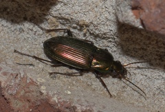 Poecilus chalcites