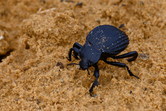 Gonopus