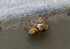 Pelegrina pervaga