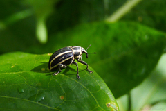 Neodiplogrammus quadrivittatus
